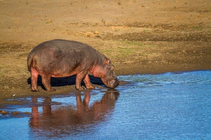 Hippo Facts: Diet, Weight & Habitat